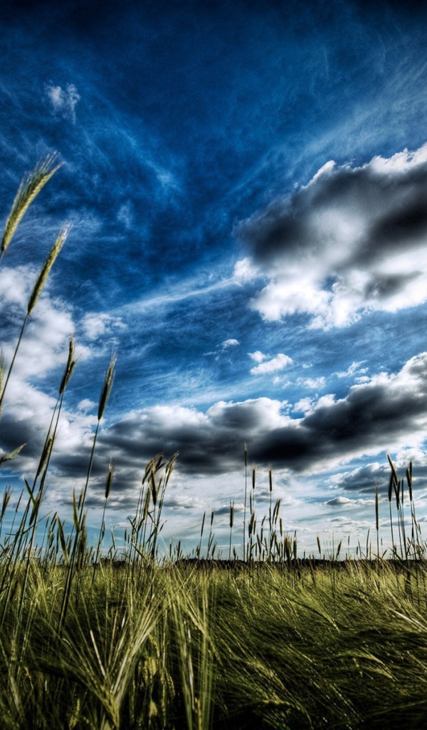 Колоски пшеницы под облаком