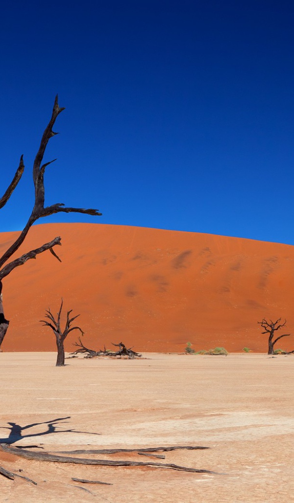 Мертвые деревья в пустыне