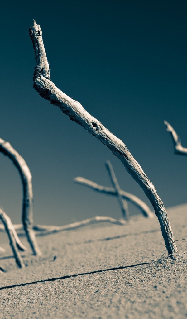 Сухие ветки торчат в песке