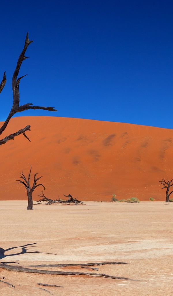 Сухие стволы деревьев на фоне песчаного бархана