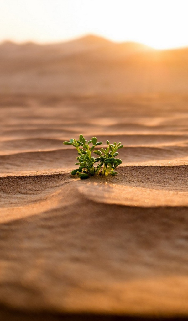 Одинокий зеленый росток среди пустыни