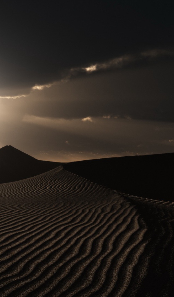 Одинокие растения в пустыне