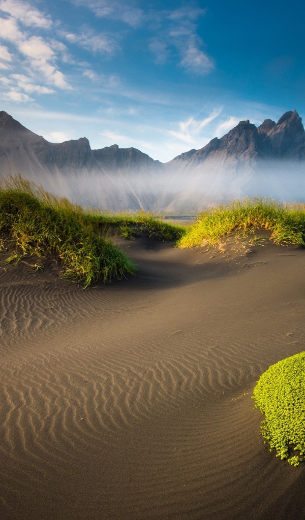 Растения на вершинах барханов в пустыне