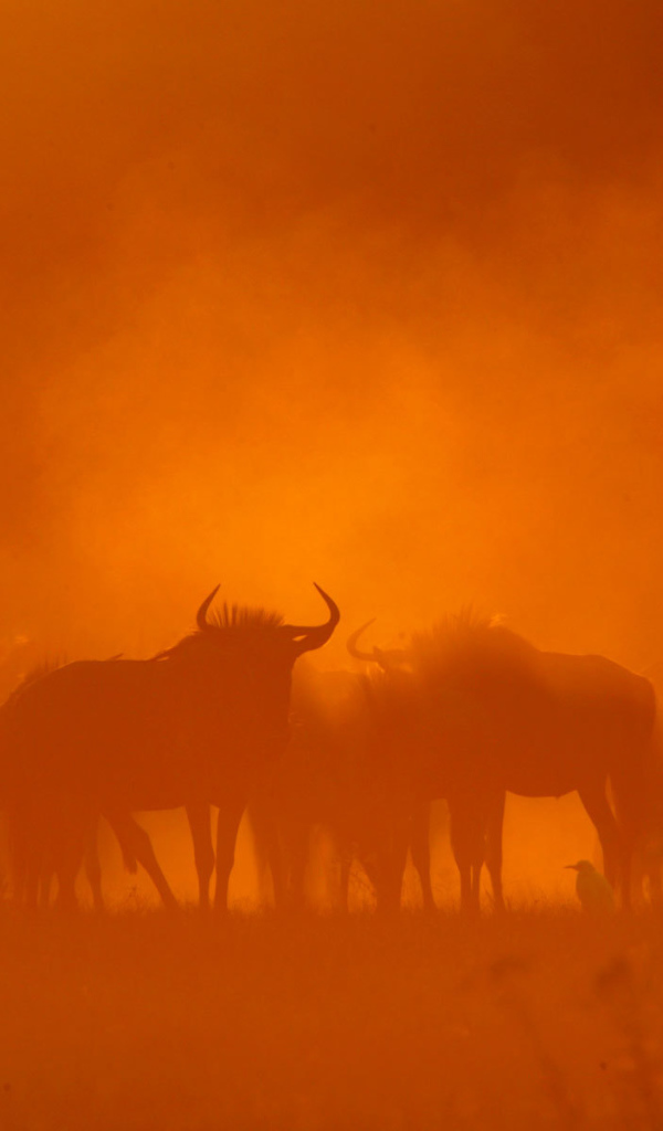 Песчаная буря в пустыне