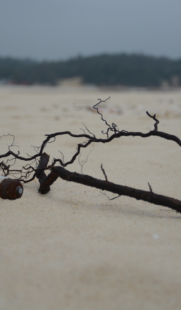 Черная ветка на белом песке