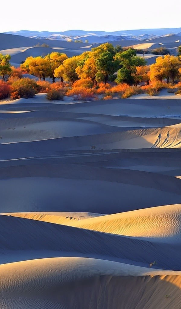 Деревья оазиса среди песков