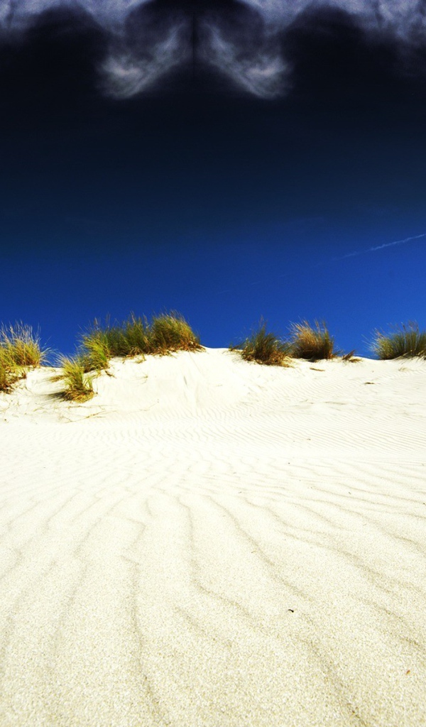 Растительность в белой пустыне