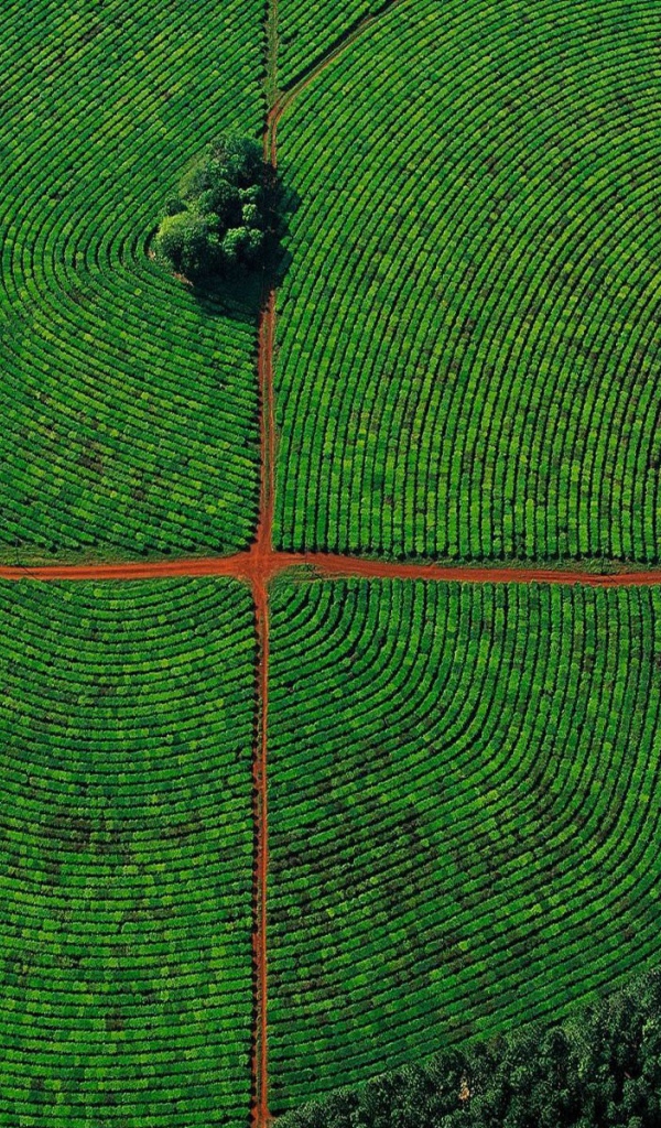 Красивое фото поля с высоты