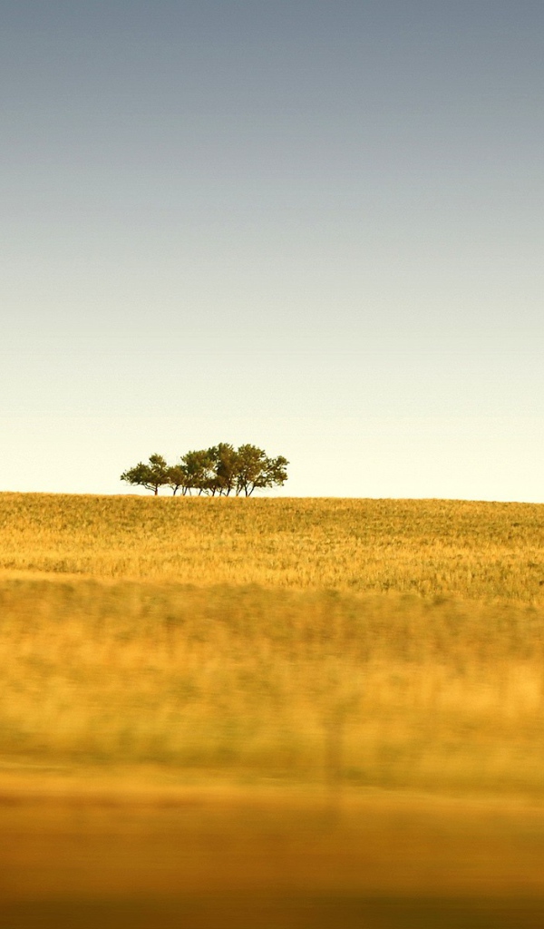 Несколько зеленых деревьев на краю желтого поля