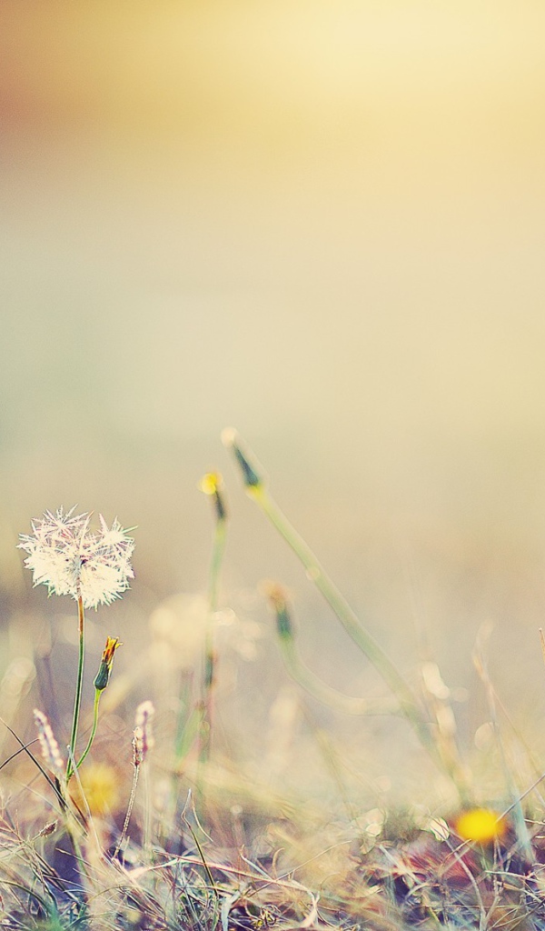 Одинокий одуванчик в поле