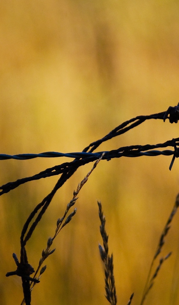 Колючая проволока в поле