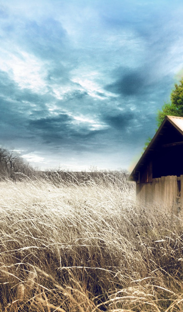 Сарай среди сухих зарослей