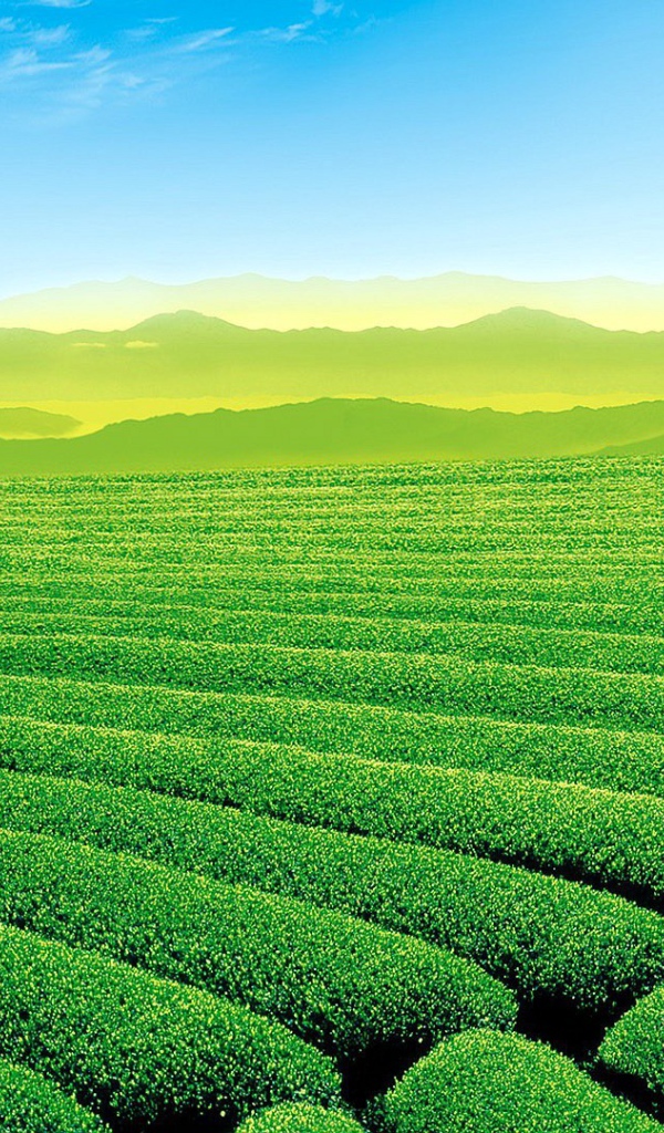 Красивое зеленое поле в холмистой местности