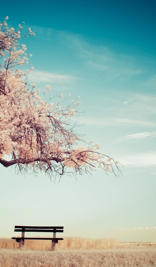 Скамья среди поля под цветущим деревом