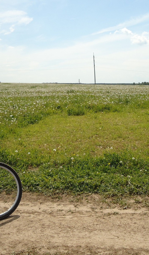 Велосипед на краю цветущего поля