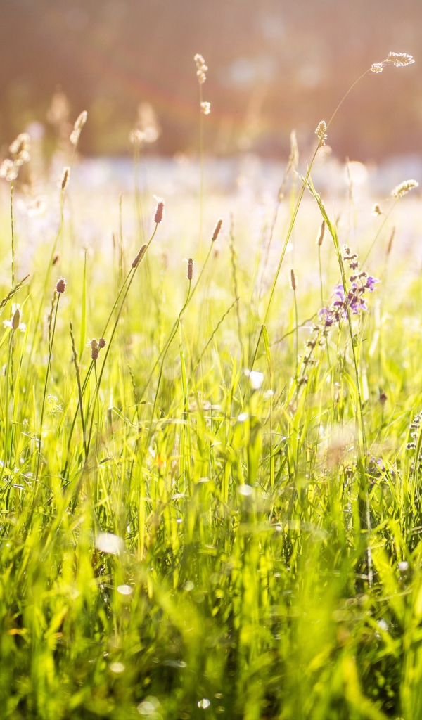 Ярко зеленая трава под солнцем