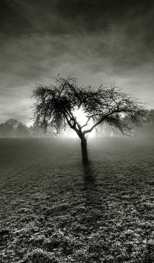 Мертвое дерево посреди серого поля