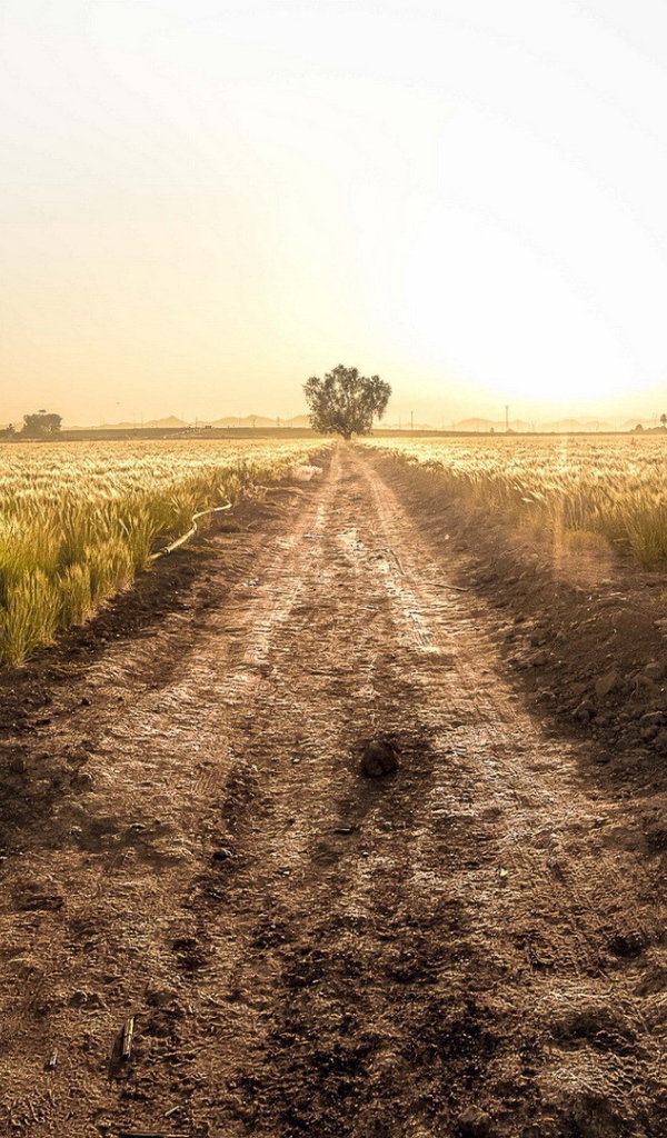 Грунтовая дорога среди фермерского поля