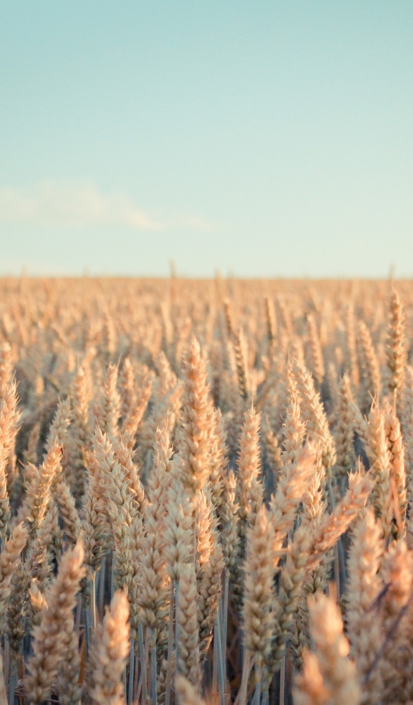 Поле зрелой пшеницы в лучах солнца