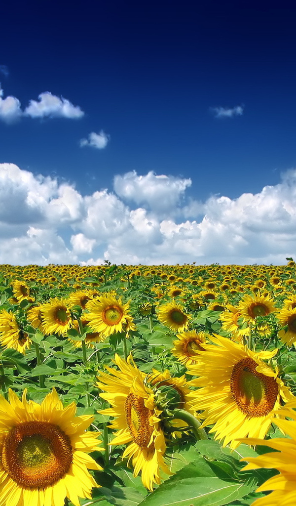 Поле подсолнухов под ясным небом