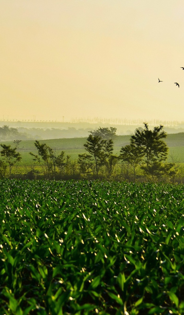 Поле молодых ростков чая