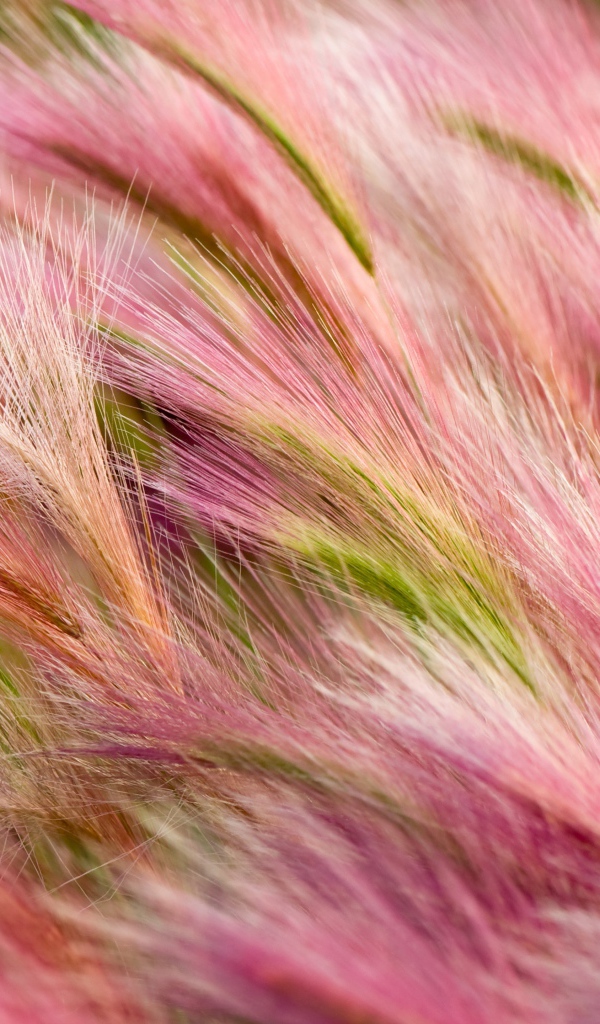 Поле с розовыми колосками