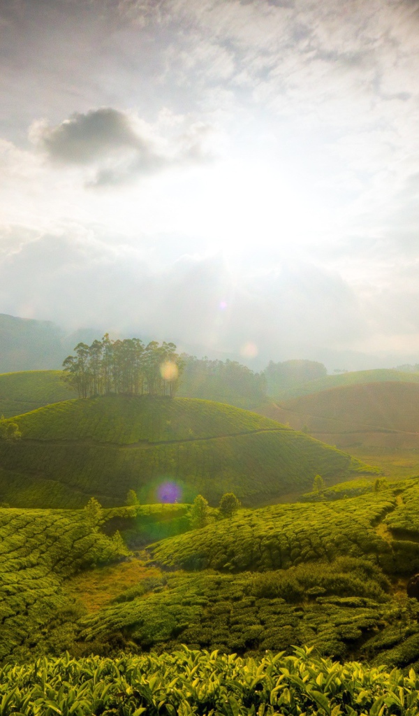 Поля чая на Шри Ланке