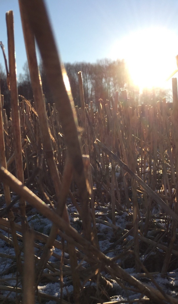 Первый снег на убранном поле