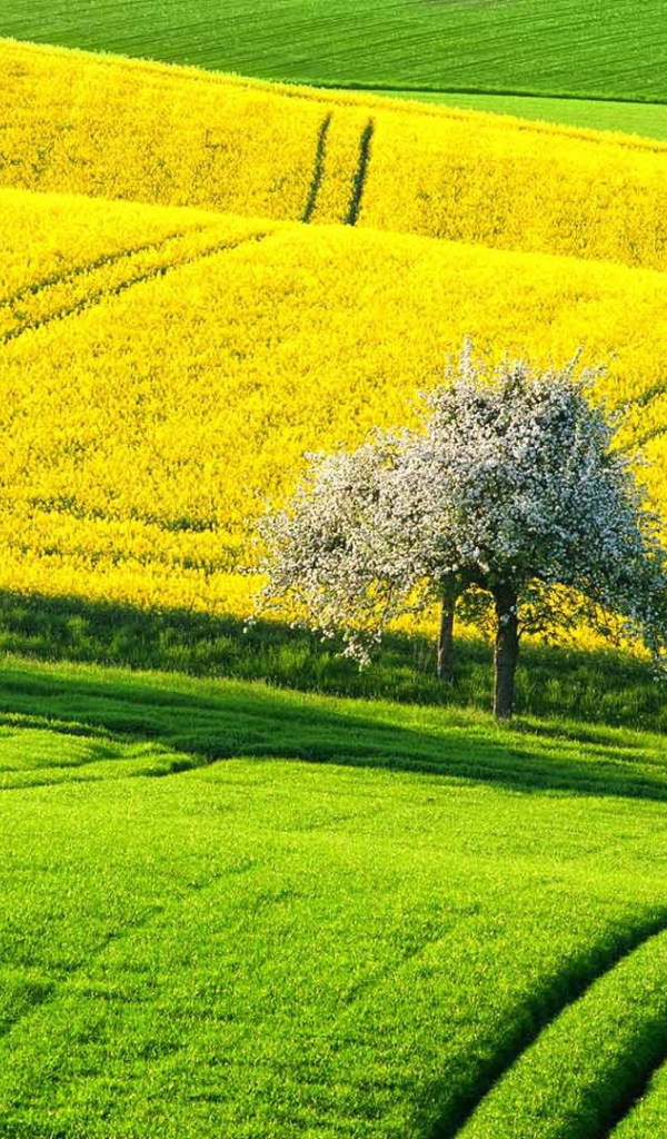 Цветущие деревья между зеленым и желтым полем