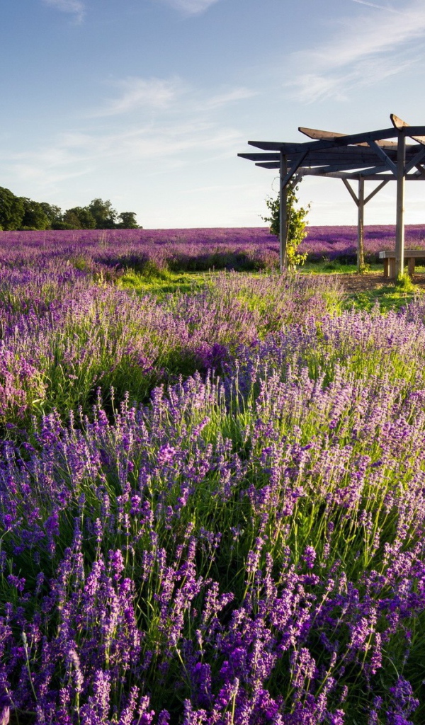 Беседка на поле лаванды