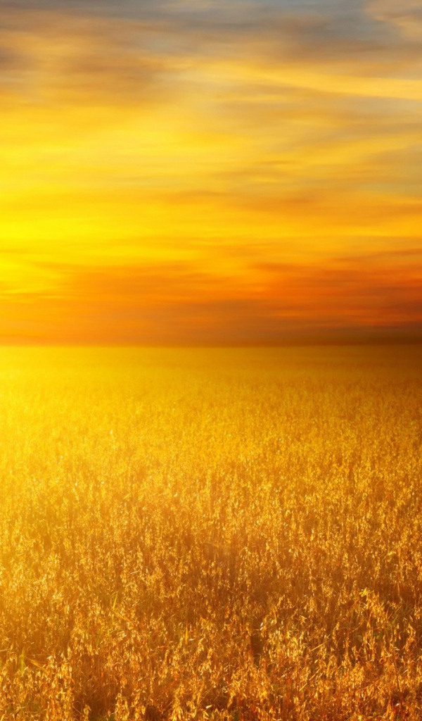 Золотое поле злаков