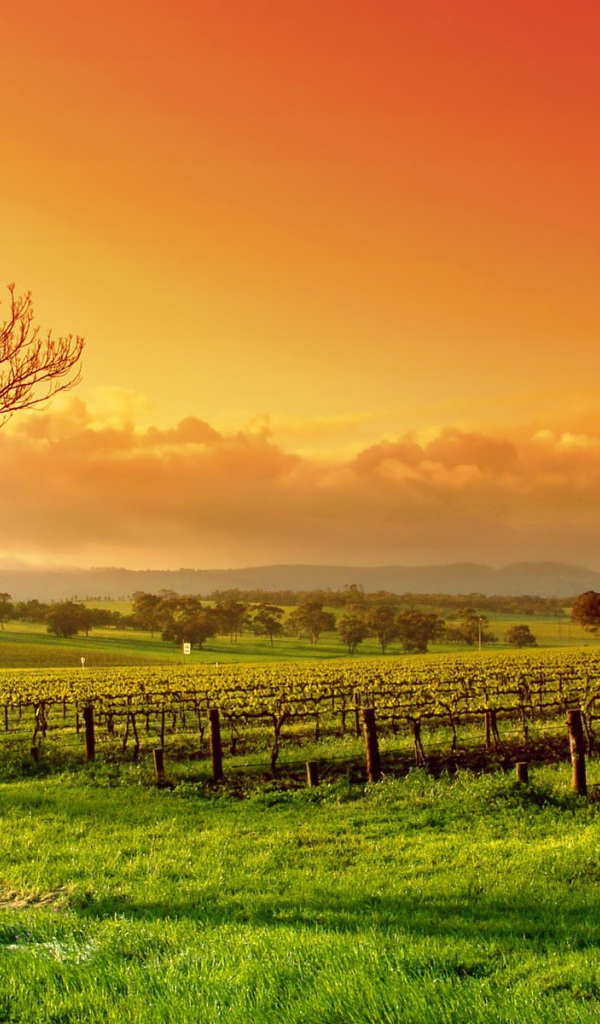 Виноградное поле весной