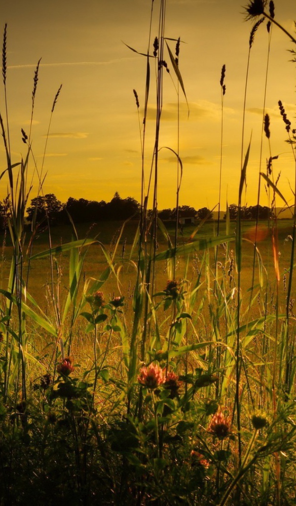 Полевая трава на фоне заката