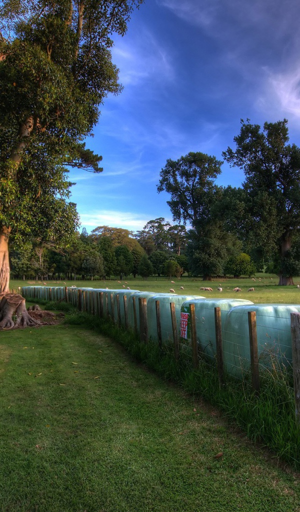 Пастбище овец в Новой Зеландии