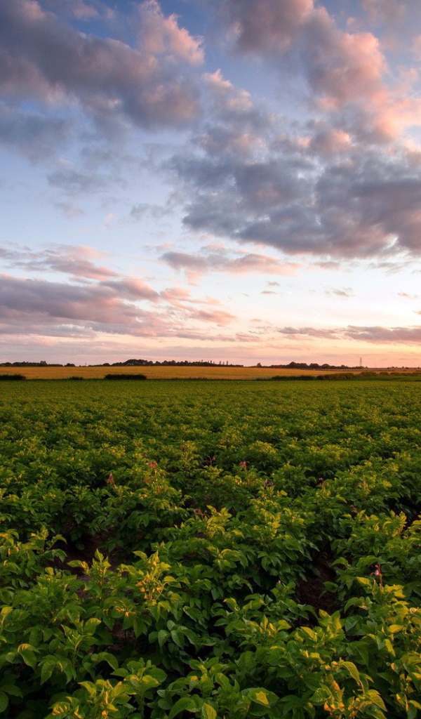 Зеленое сельское поле