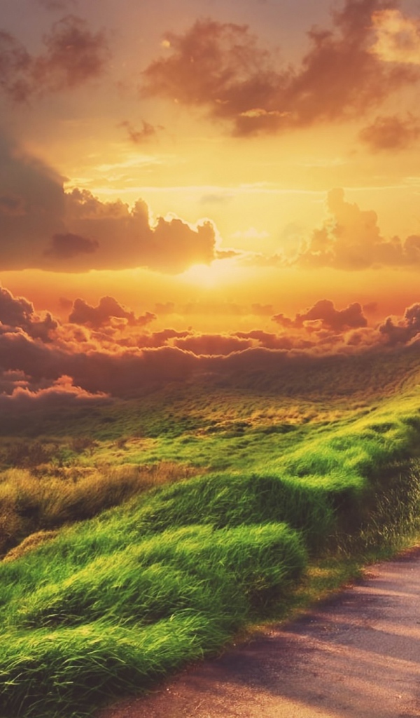 Зеленая трава у обочины дороги на закате