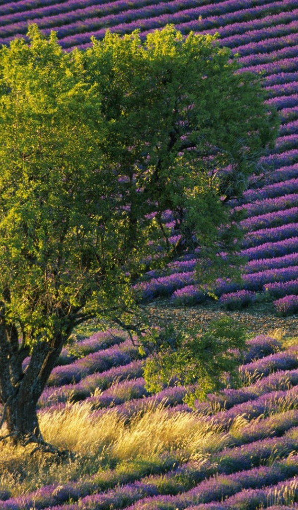 Зеленое дерево среди поля с лавандой