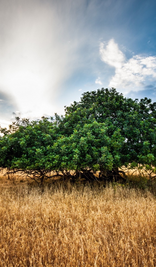 Зеленое дерево среди поля, фото HDR
