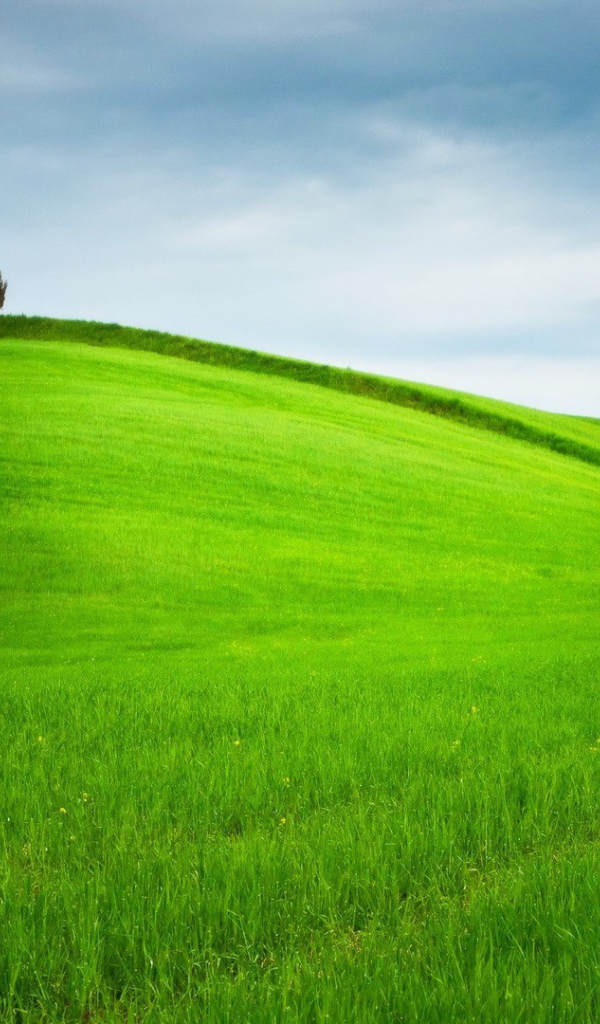 Ухоженное зеленое поле