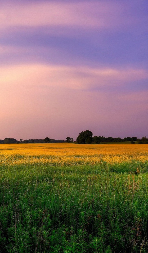 Сиреневое небо над желтым полем