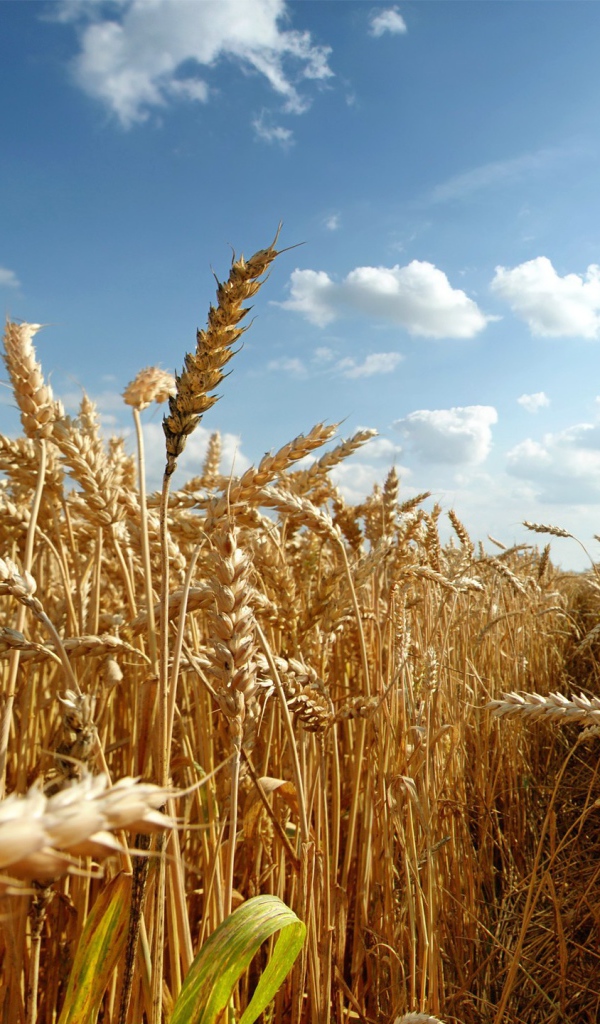 Зрелая пшеница под августовским небом