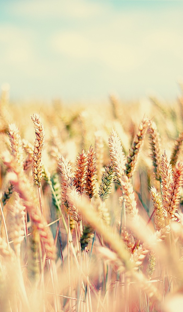 Созревающие злаковые культуры