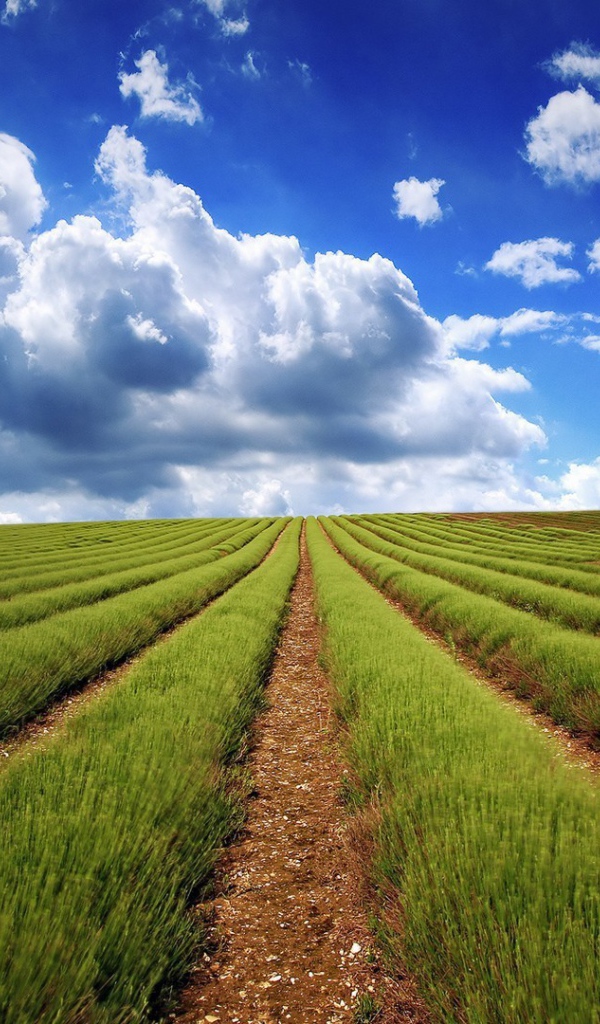 Аккуратные ряды молодой лаванды