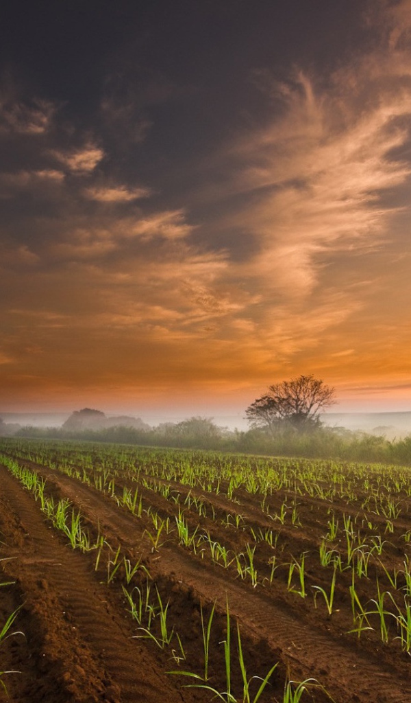 Ровные ряды молодых ростков кукурузы