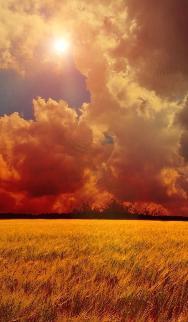 Оранжевое небо над полем пшеницы