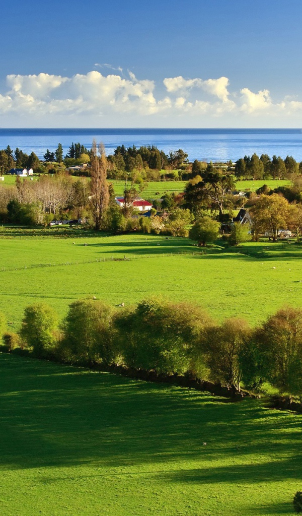 Защитная полоса из деревьев на поле