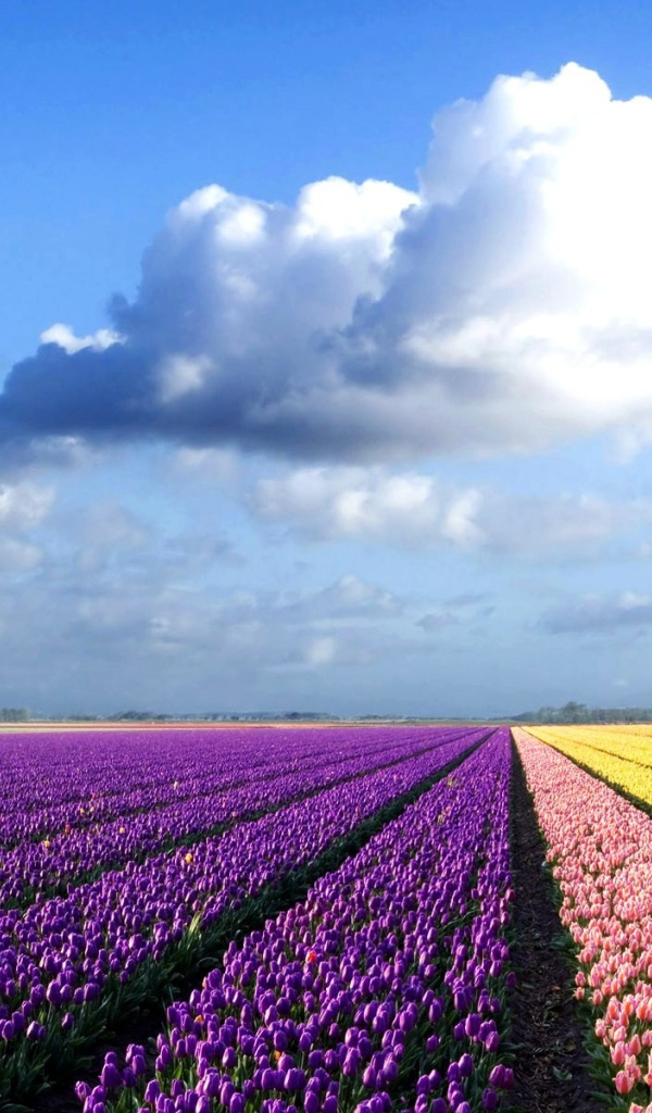 Фиолетовые, желтые и розовые тюльпаны на поле