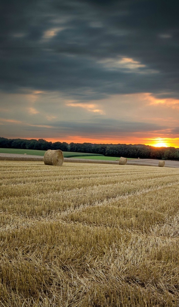 Убранное поле с сеном