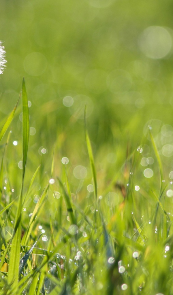 Созревший одуванчик среди зеленой травы