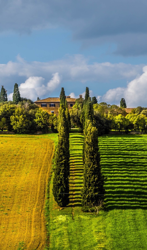 Ряды тополей между полями